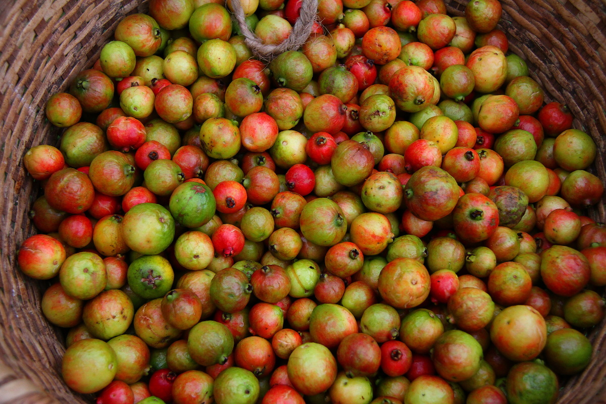Guavas in Nahampohana